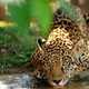 Illustration for article titled How Jaguars Affect Stuttering